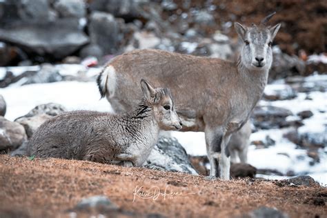 Himalayan Blue Sheep | Blue sheep at Dharamsala. Read more a… | Flickr