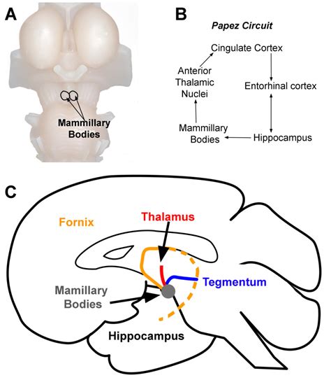 Neuroanatomy, Mammillary Bodies - StatPearls - NCBI Bookshelf