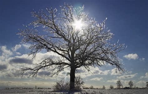 Wallpaper Winter, snow, tree, sun, snowland images for desktop, section пейзажи - download