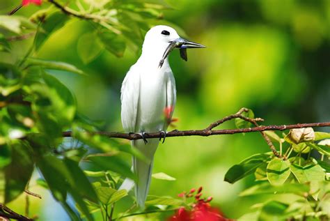 Seychelles Wildlife; Seychelles Tropic bird by Raymond Sahuquet ...