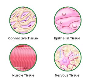 Connective Animal Tissue