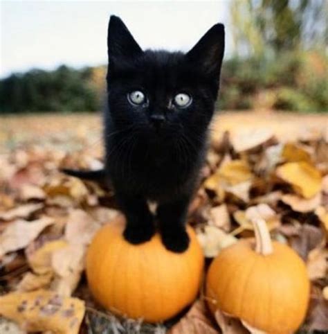 Black cats & pumpkins | Autumn | Pinterest | Cat pumpkin and Black cats