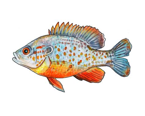 Orange Spotted Sunfish Watercolor Fine Art Print - Etsy