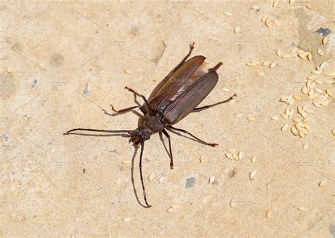 Beetle bark beetle. Imago of an insect. Beetle with long antennae ...