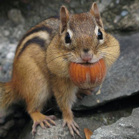 20 Charming Pictures of Ground Squirrels and Chipmunks