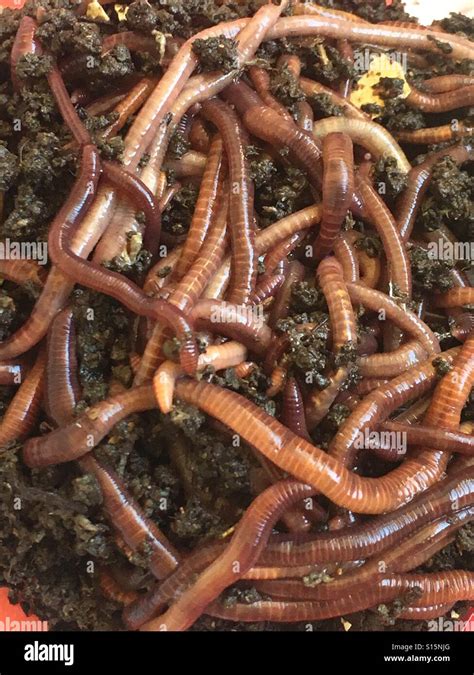 Red Wiggler Worms Stock Photo - Alamy