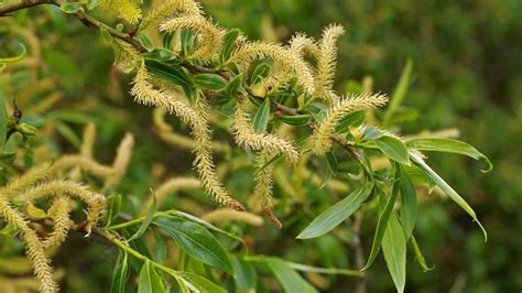 White Willow (Salix alba) - British Trees - Woodland Trust