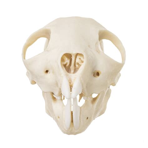 Replica Aye-aye Skull – Skulls Unlimited International, Inc.