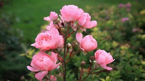 Premium Photo | Pink garden roses