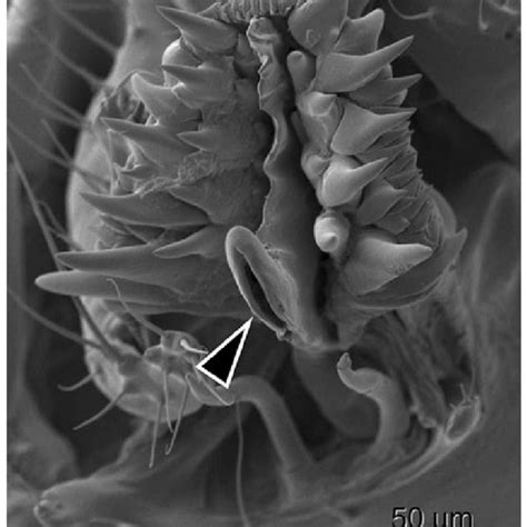 (PDF) Copulation anatomy of Drosophila melanogaster (Diptera: Drosophilidae): Wound-making ...