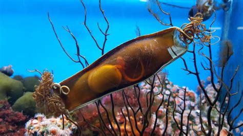 Shark Egg Stock Photos, Pictures & Royalty-Free Images - iStock