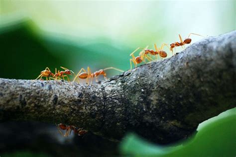 What Causes A Sugar Ant Infestation