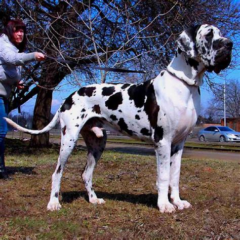 European Great Dane :* love everything Great Dane Huge Dogs, Giant Dogs ...