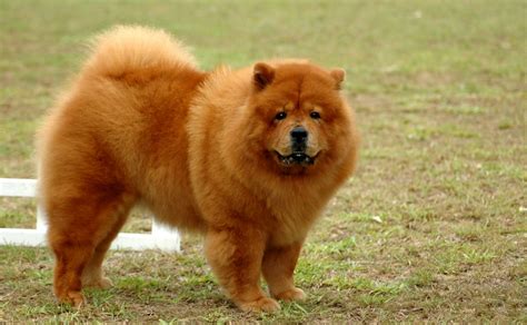 20 Chow Chow Mixed Breeds: Distinguished Doggos