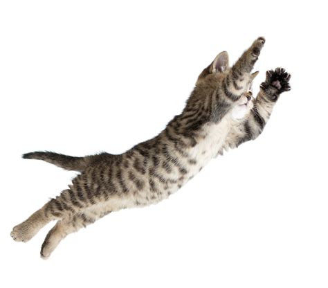 Flying Jumping Kitten Cat Isolated On | Animals, Cats and kittens, Cute cat gif