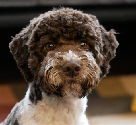 🔥 [20+] Lagotto Romagnolo Wallpapers | WallpaperSafari