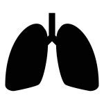 Lungs line icon. Human internal organ outline style pictogram on white ...