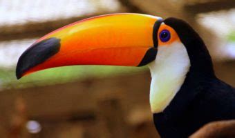 Toco Toucan - Facts, Diet & Habitat Information