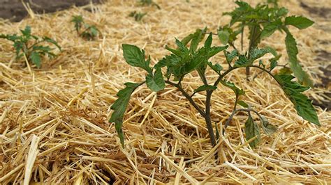 The Straw Mulch Mistake That Will Damage Your Vegetable Garden