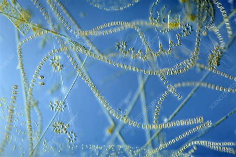 Marine phytoplankton Diatom bloom - Stock Image - C006/0535 - Science Photo Library