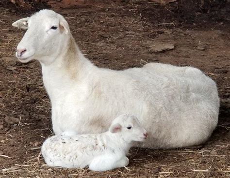 Katahdin Sheep