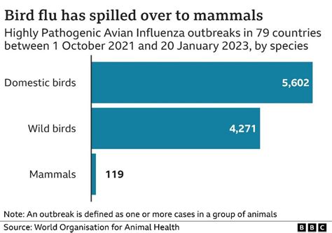 Bird flu: What is it and what's behind the outbreak? - BBC News