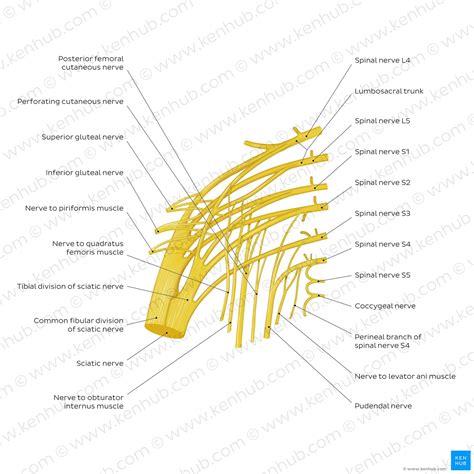 Sacral plexus: Anatomy, branches and mnemonics | Kenhub