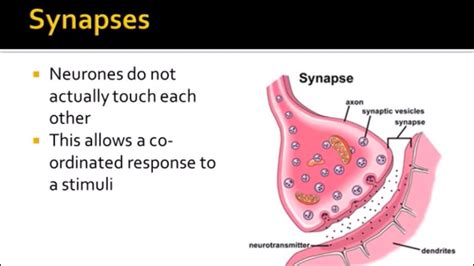 Nervous System Part 3 - Synapses (A-Level Biology) - YouTube