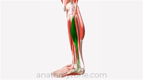 Peroneus Longus Origin Insertion Action D Model Anatomyzone | The Best Porn Website