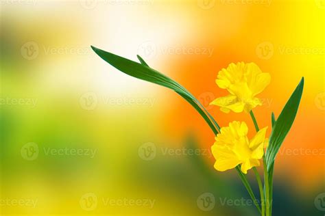 Spring flowers of daffodils. 9310142 Stock Photo at Vecteezy