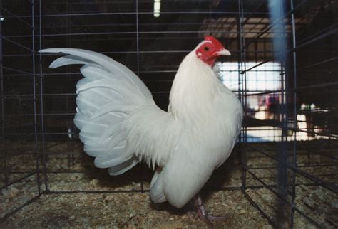 White Old English Bantam Chickens | Cackle Hatchery®