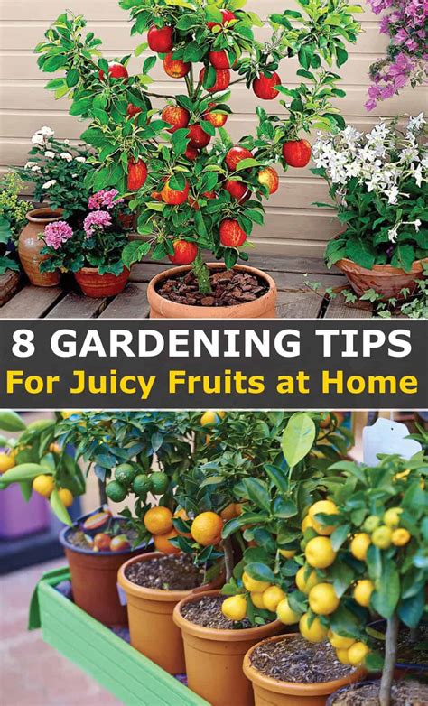 8 Fruit Gardening Tips For Sweet And Juicy Fruits In 2022 - Hort Zone