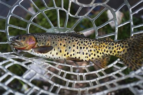 Another 24 Hours: Catching Splake Trout On An Unnamed Lake ...