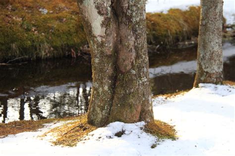 A Winter Morning in Karuizawa (軽井沢) - Blog - homeandawaywithlisa