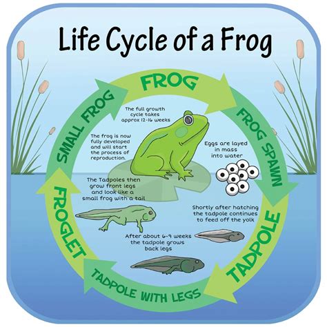 Life Cycle Of A Frog Sign