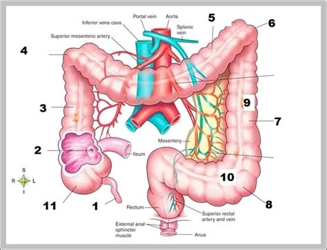 Colon Location Image | Anatomy System - Human Body Anatomy diagram and chart images