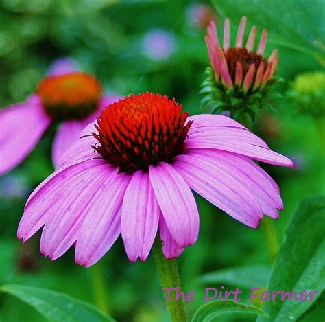 How to Grow Purple Coneflower | Dengarden