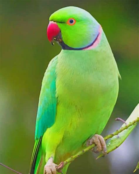 Indian Green Parrot - Birds Paint By Numbers - Painting By Numbers