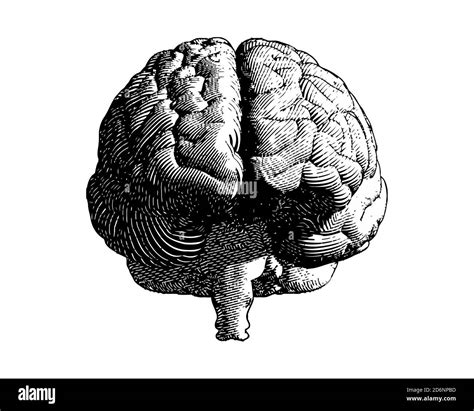 Brain Outline Front View