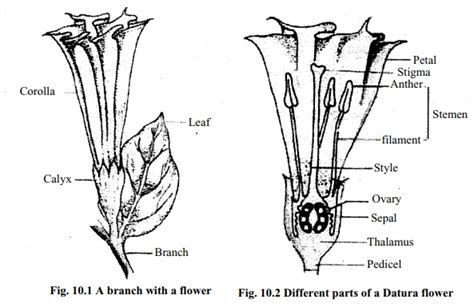 Different Parts of a Flower(Datura Flower)