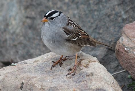 White-crowned Sparrow - East Cascades Audubon Society