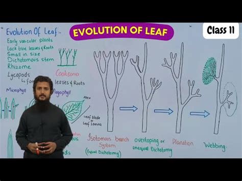 Evolution of leaf | evolution of microphylls and megaphylls - YouTube