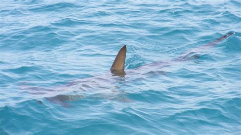 Why New Smyrna Beach has so many shark attacks