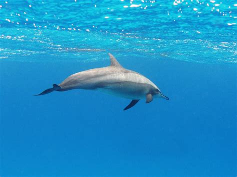 Spinner dolphin (Stenella longirostris)