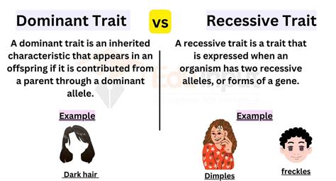 Differences Between Dominant And Recessive Traits