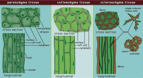 Permanent Tissue: Simple permanent tissues, Complex permanent tissues