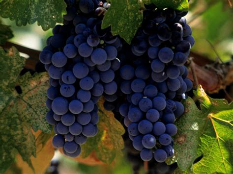 Merlot Wine - Grapes, Flavor And Pairing | Fine Wine and Spirits