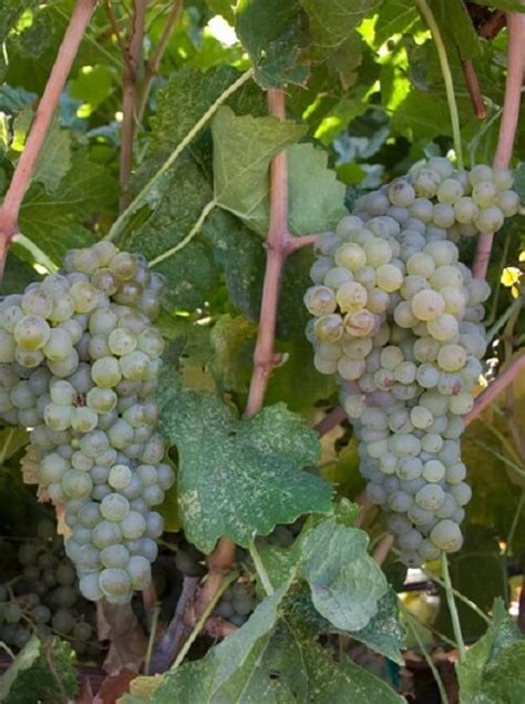 Marsanne - Grapevines Galore