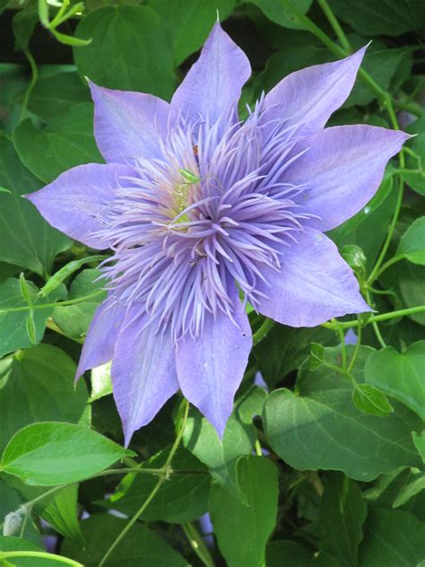 Pretty Purple Clematis! - Birds and Blooms