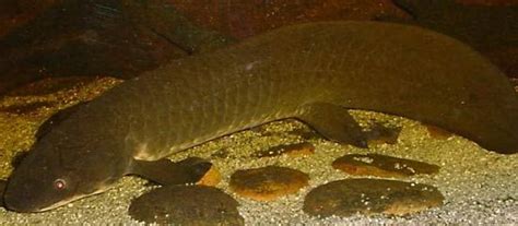 Lungfish | Natural History, Form & Evolution | Britannica